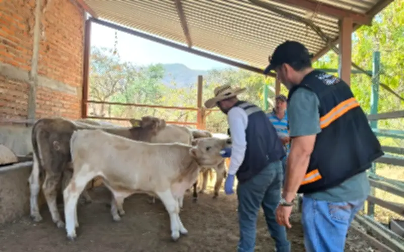 Jalisco reporta seis nuevos casos activos de Gusano Barrenador del Ganado