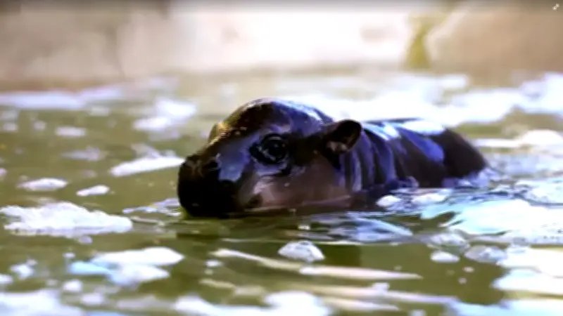 Jellybean, la bebé hipopótamo pigmeo que arrasa en redes tras nacer en Arizona