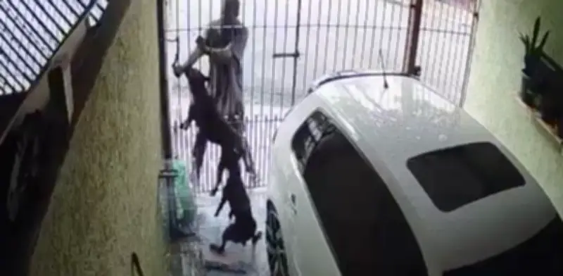 Karma instantáneo: ladrón huye tras ser enfrentado por dos perros guardianes en intento de robo