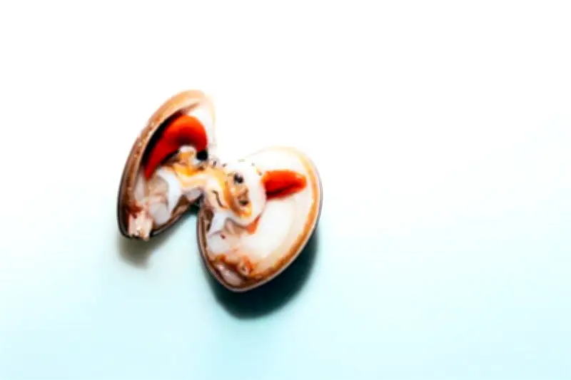 La Almeja Chocolata en Peligro: Crisis Ambiental en el Golfo de California