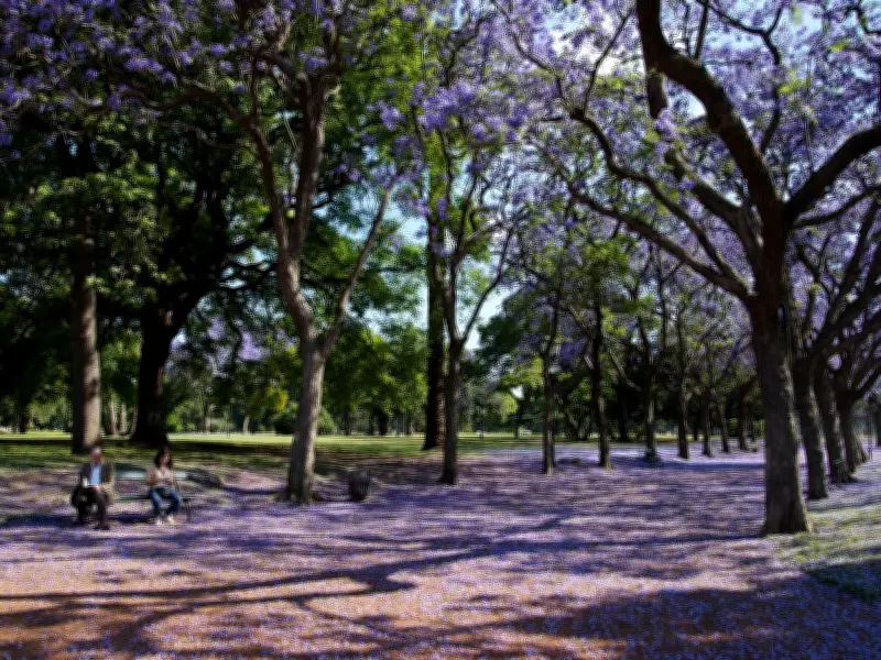 La CDMX se viste de lila: Temporada de Jacarandas inicia su esplendor