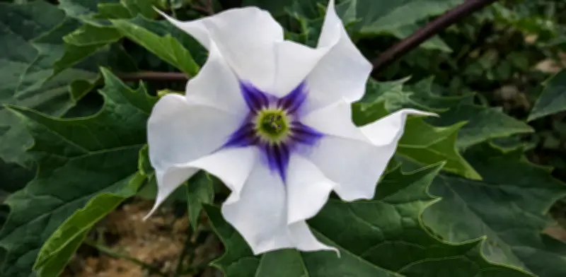 La ciencia desmiente el mito: el toloache no sirve para 'amarrar' el amor