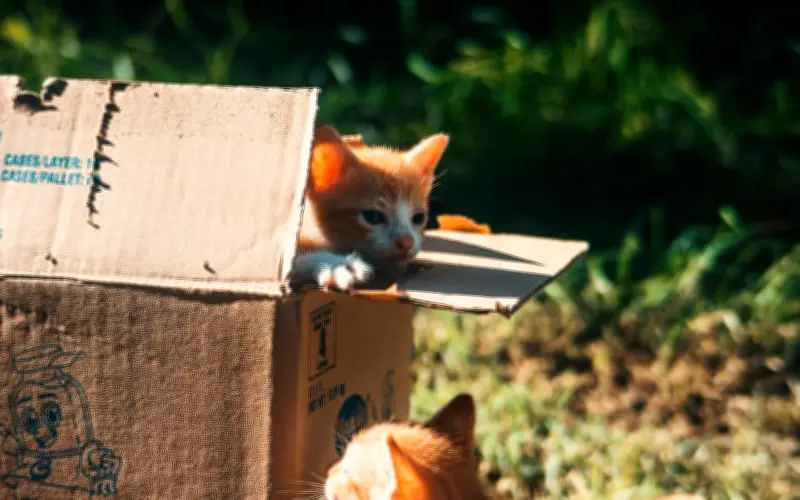 La ciencia detrás de la fascinación felina por las cajas de cartón