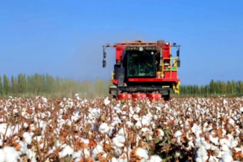 La tecnología impulsa la industria algodonera de Xinjiang, aumentando producción y eficiencia