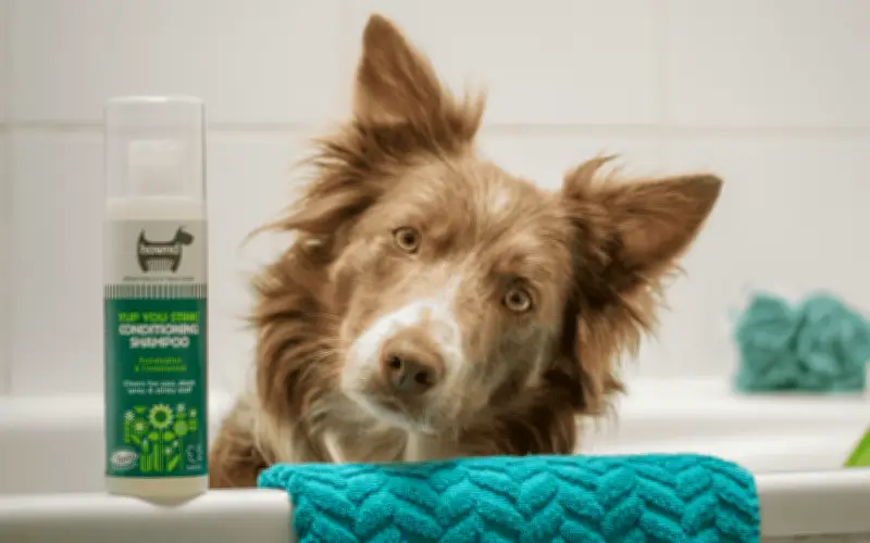 La temperatura ideal para bañar a tu perro: Guía esencial para su bienestar