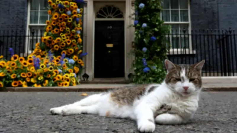 Larry, el gato de Downing Street, cumple 15 años como cazador oficial en Reino Unido