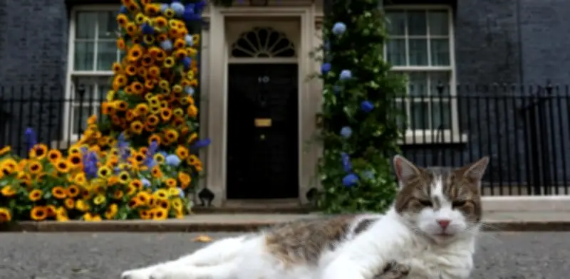 Larry, el gato de Downing Street, cumple 15 años como símbolo político británico