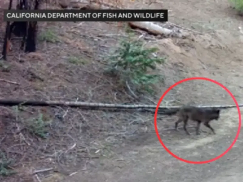 Loba gris llega a Los Ángeles tras un siglo de ausencia en búsqueda de pareja