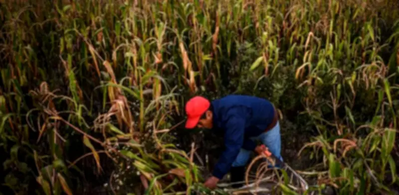 López Obrador advierte: Sin acuerdo en maíz transgénico, México irá a panel del T-MEC