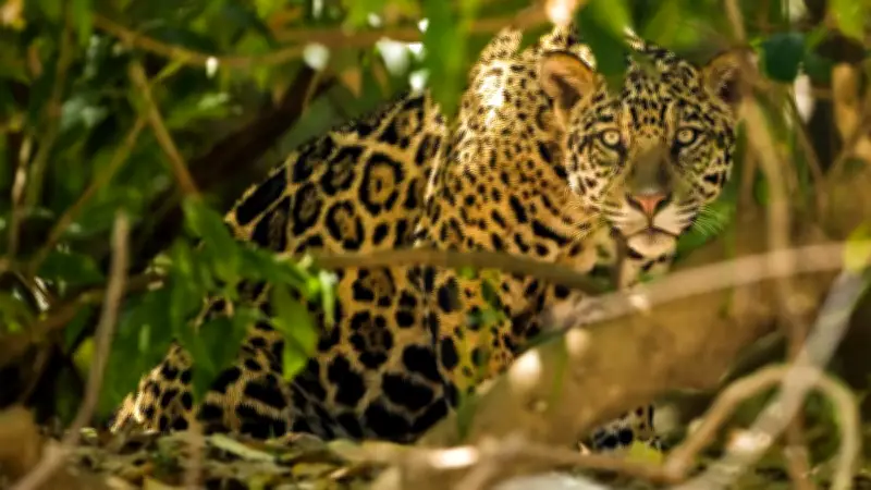 Mahahual en alerta: Jaguar ataca perros domésticos en zona selvática de Quintana Roo