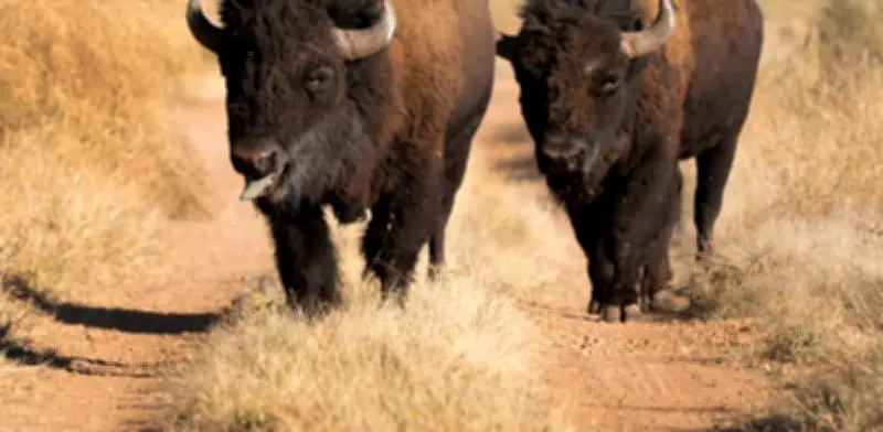 Majestuoso bisonte americano regresa a los pastizales de Sonora tras más de un siglo
