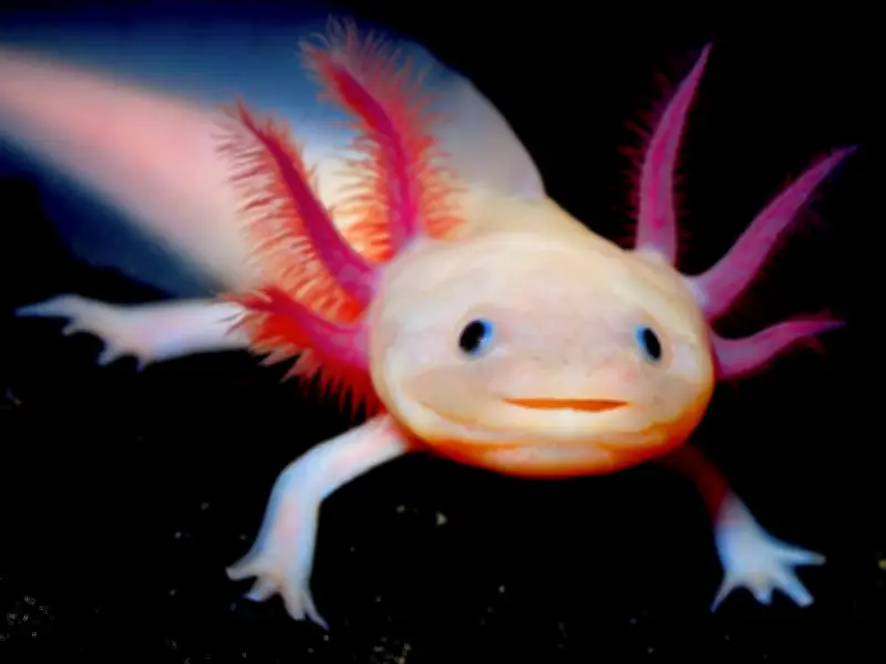 Manual anfibio: el arte de besar a un ajolote y conectar con lo imposible