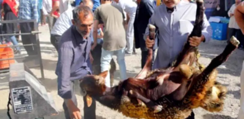 Marruecos sacrifica 4 millones de carneros en la Fiesta del Sacrificio musulmana