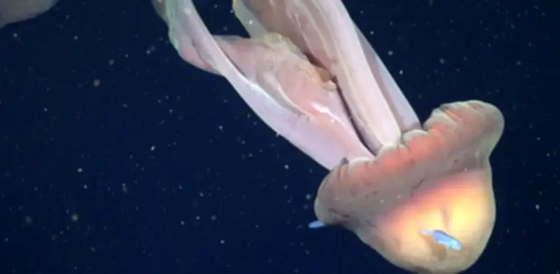 Medusa Fantasma Gigante Filmada en Cañón Submarino Argentino: Un Encuentro Rarísimo