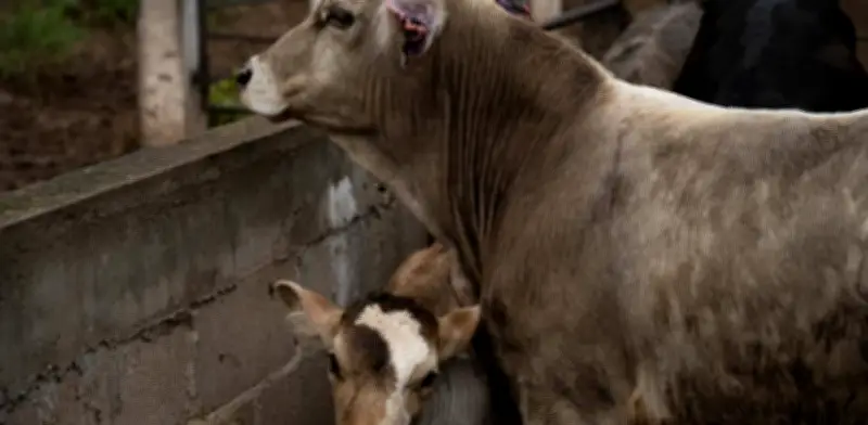 Michoacán confirma primer caso aislado de gusano barrenador del ganado en Madero