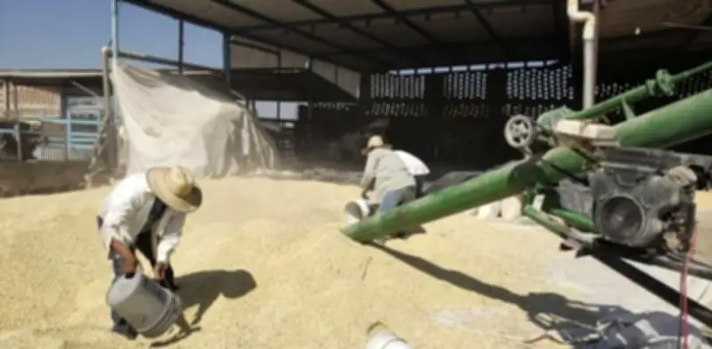 Más de 13 mil productores solicitan pago de incentivos para maíz blanco 2025