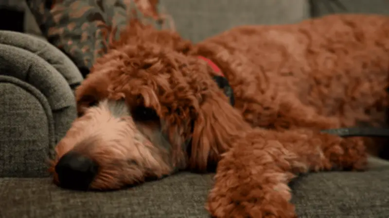 Mujer arrestada en aeropuerto de Las Vegas por abandonar a su perro en la terminal