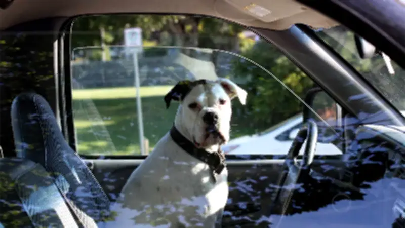 Multas en CDMX por dejar mascotas o niños en autos bajo el sol: ¿Qué dice la ley?