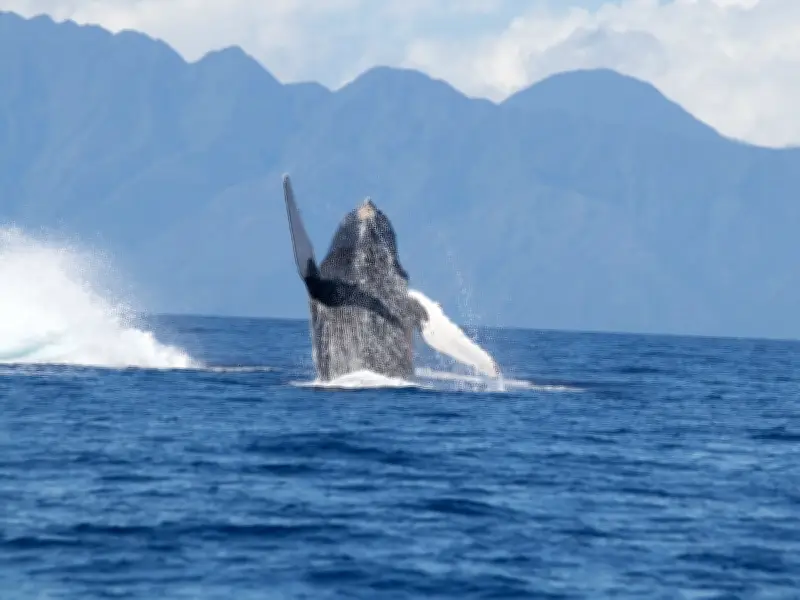 México, destino privilegiado para el avistamiento de ballenas: guía completa