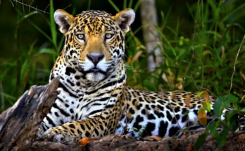 México fortalece estrategias para conservación del jaguar en el sureste del país