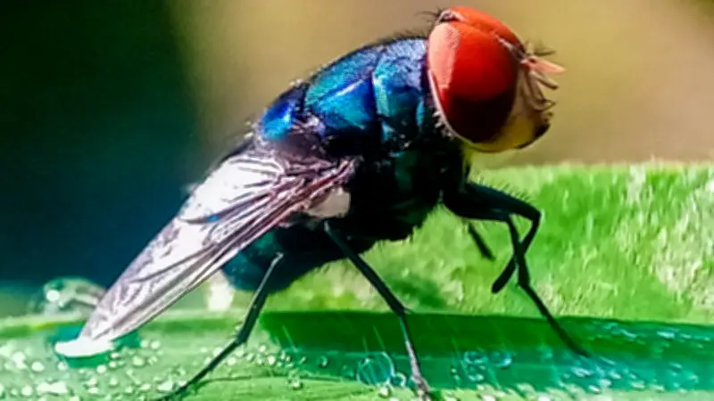 México lanzará 100 millones de moscas estériles semanales contra plaga ganadera