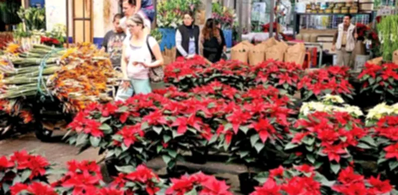 México pierde mercado global de Nochebuena por piratería genética de China y otros países