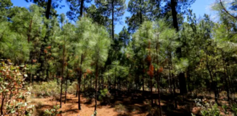 México, potencia megadiversa, lidera en créditos de carbono con proyectos de alto impacto ambiental