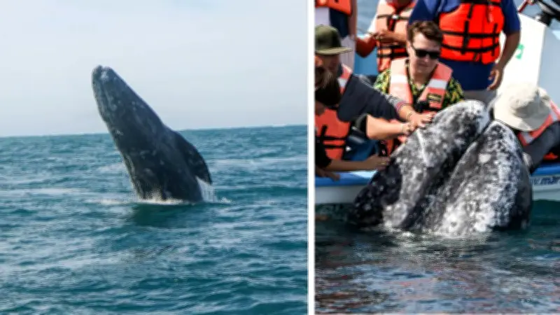 México, santuario de ballenas: 8 especies, destinos clave y temporadas de avistamiento