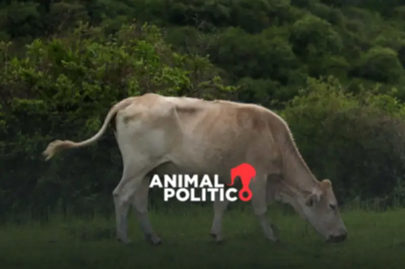 México y EU lanzan campaña educativa contra el gusano barrenador