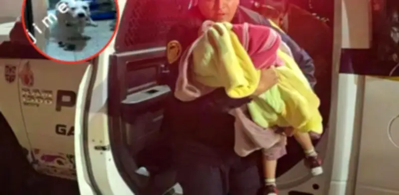 Niño de 4 años mordido por pitbull en Álvaro Obregón; dueña entrega perros para adopción