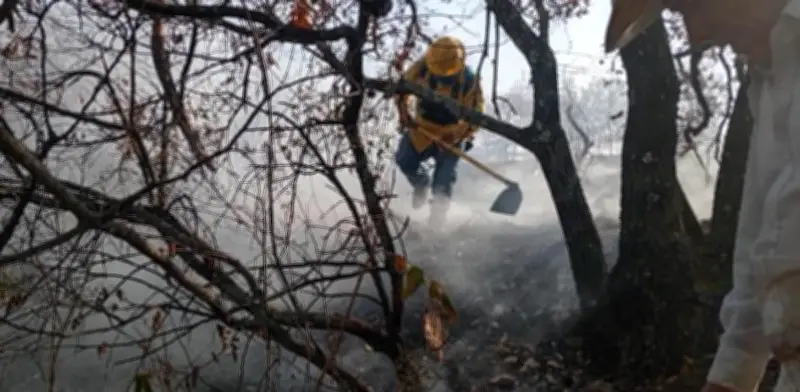 Oaxaca enfrenta 50 incendios forestales en 2026 con afectación de 7,495 hectáreas