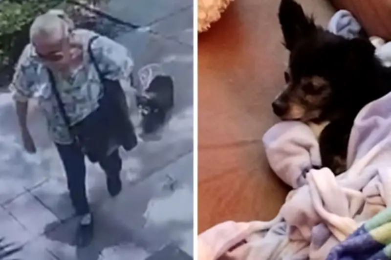 Ofrece aceptar que mató a perrita Moni para terminar juicio en caso de crueldad animal