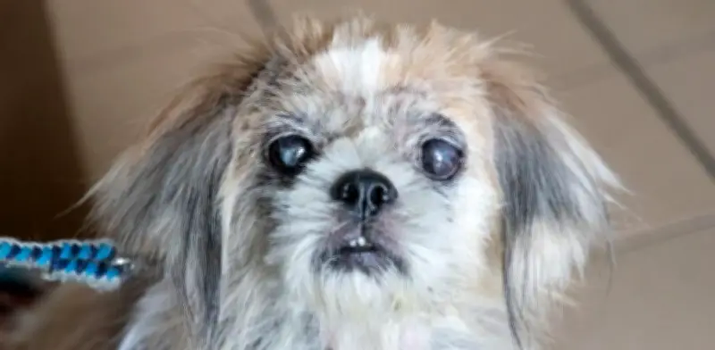 Ojo Nublado en Perros: No Siempre es Edad, Podría Ser Catarata