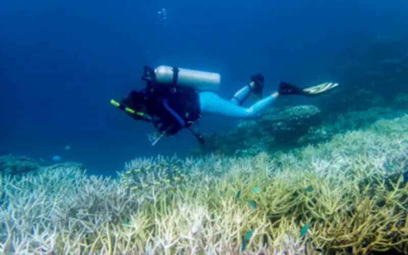 Ola de calor marina blanquea 50% de los corales en tres años y agrava crisis ecológica global