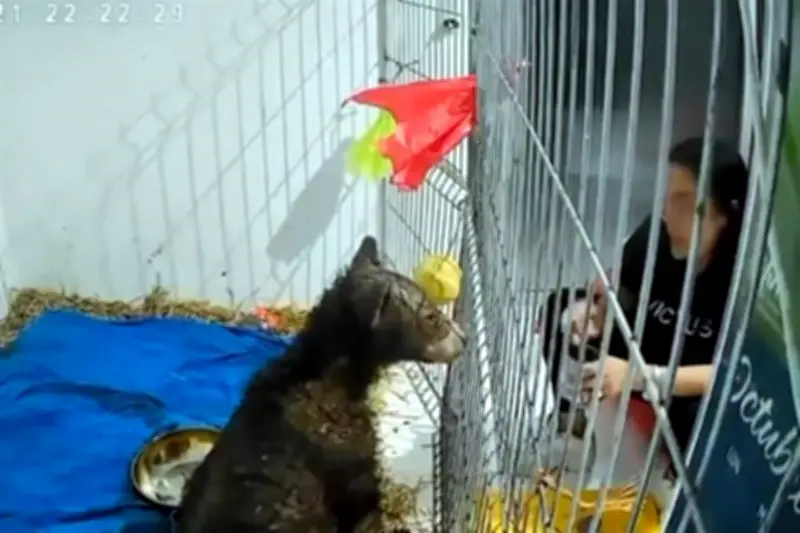 Osa de la Mina en Coahuila Recupera Movilidad Tras Rescate y Rehabilitación