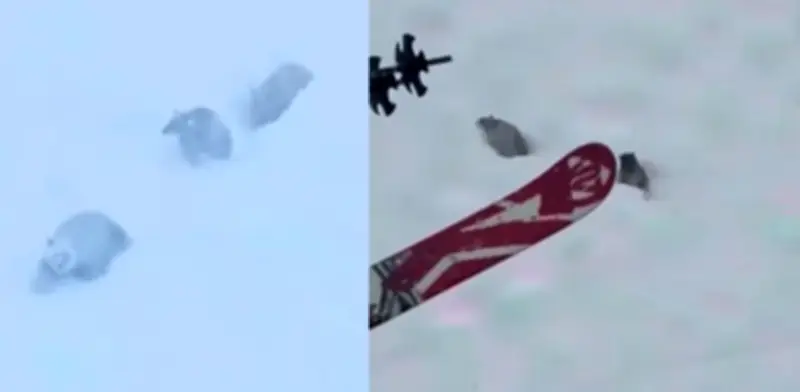 Osa y crías sorprenden a esquiadores al invadir pista en California | VIDEO