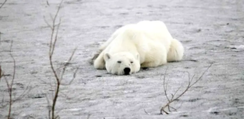 Oso polar hambriento recorre 800 km en busca de alimento por crisis climática