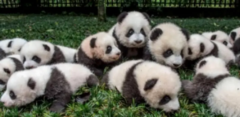 Pandas bebés hacen su debut público en China: un hito en conservación