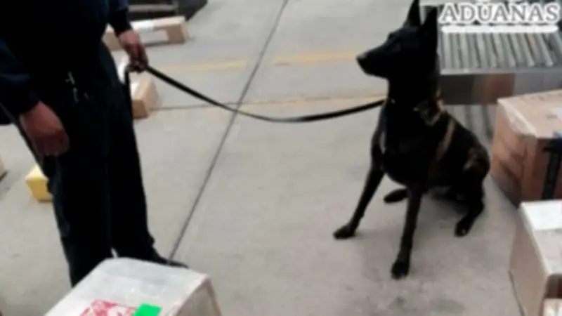 Perro Antinarcóticos Descubre 7 Kilos de Metanfetamina en Oficina Postal de la CDMX