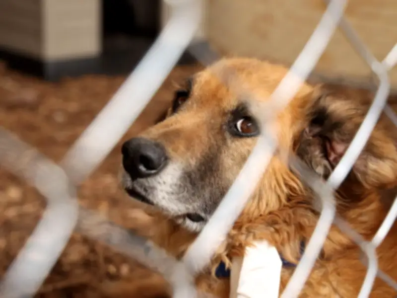 Perros rescatados en Cuajimalpa siguen bajo custodia estatal en medio de polémica