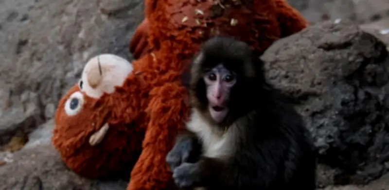 PETA demanda traslado de macaco Punch por trauma en zoológico japonés