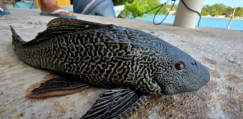 Pez Diablo confirma invasión en Laguna de Bacalar: amenaza ecosistema único