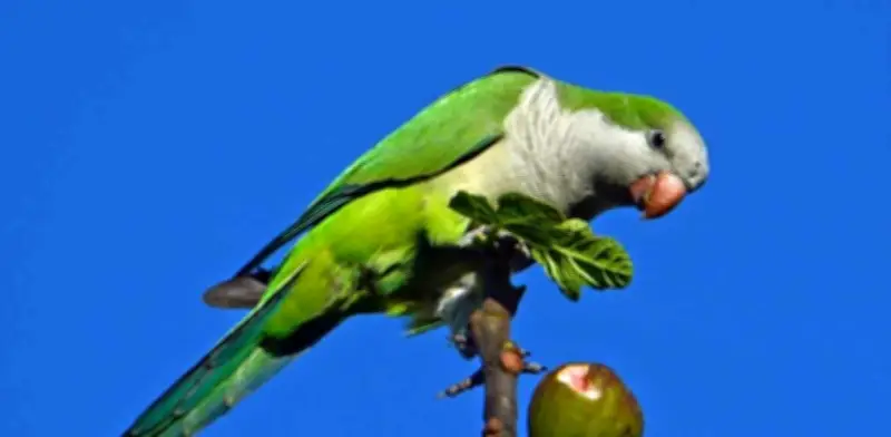 Pez Diablo y Cotorra Argentina: Las Especies Invasoras que Amenazan a México