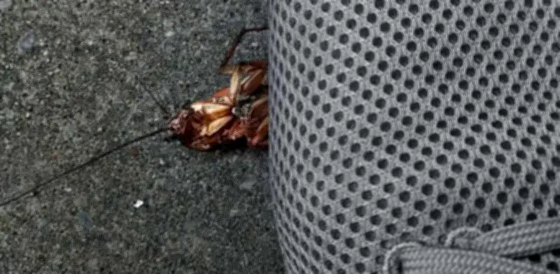 Pisar cucarachas es un grave error: liberas huevos y bacterias en tu hogar