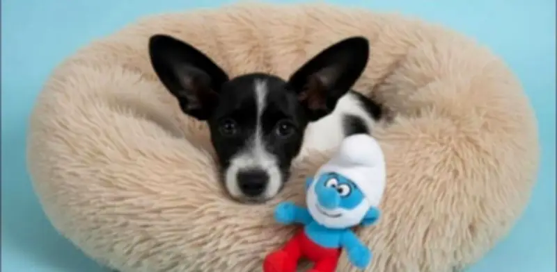 Pitufino regresa al refugio tras 10 días: indignación por falta de paciencia en adopción