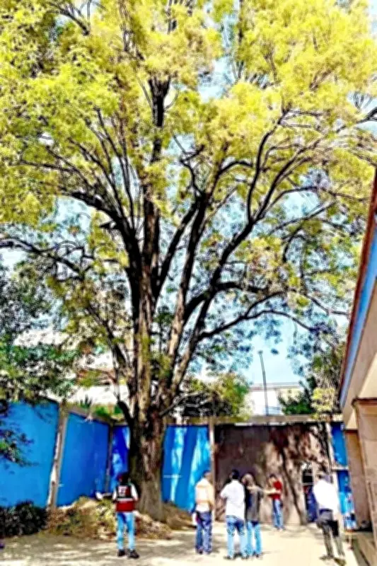 Plan de Árbol Eugenio en CDMX: Vecinos Desconocen Proyecto de Reforestación