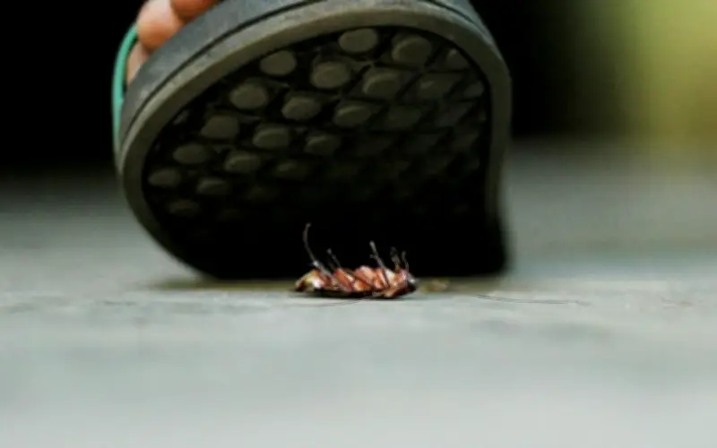 ¿Por qué proliferan las cucarachas en temporada de calor? Expertos explican