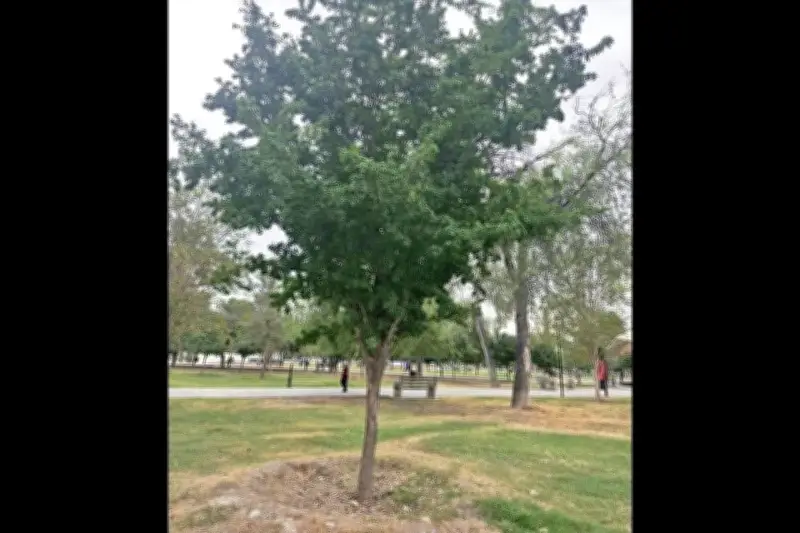 Precios de Árboles de Navidad se Disparan en México por Inflación y Demanda