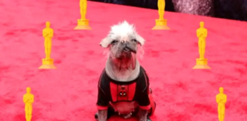 Premios FIDO 2025: Peggy de Deadpool 3 arrasa en los 'Oscars caninos'