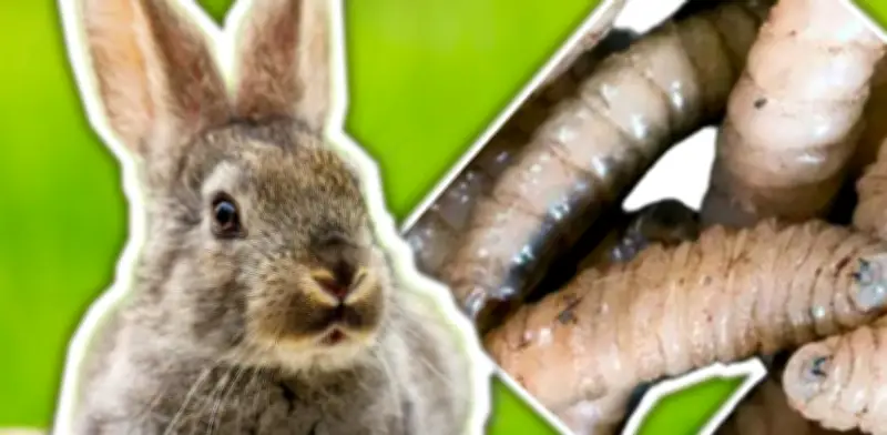 Primer caso de gusano barrenador en conejo registrado en Chiapas